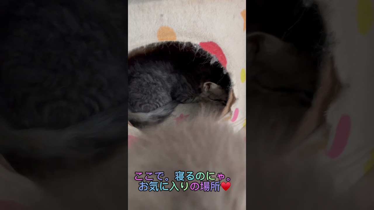 おネムのラパーマ子猫ちゃん♥️ 【お問合せ詳細は説明欄に記載あります】 #ブリーダー直販 #ラパーマ #猫 #猫のいる暮らし #子猫 #マンチカン #ミヌエット #子猫販売