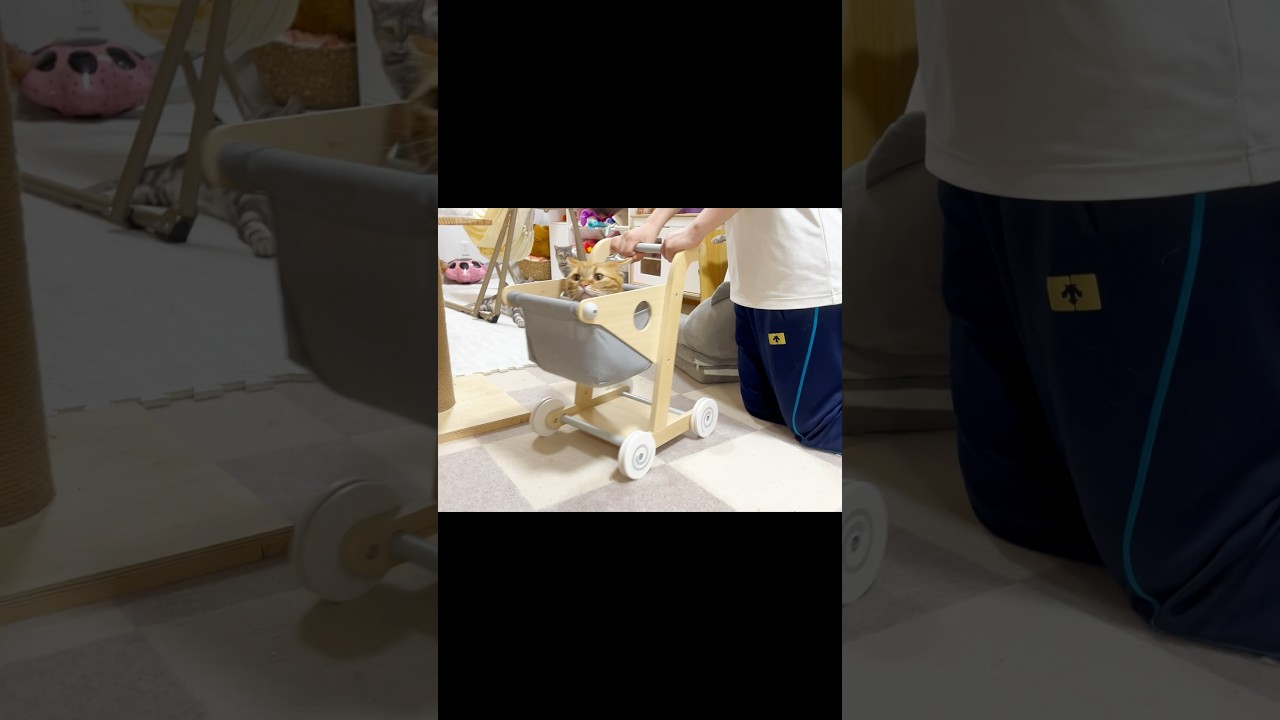 子連れ猫 #マンチカン #shorts