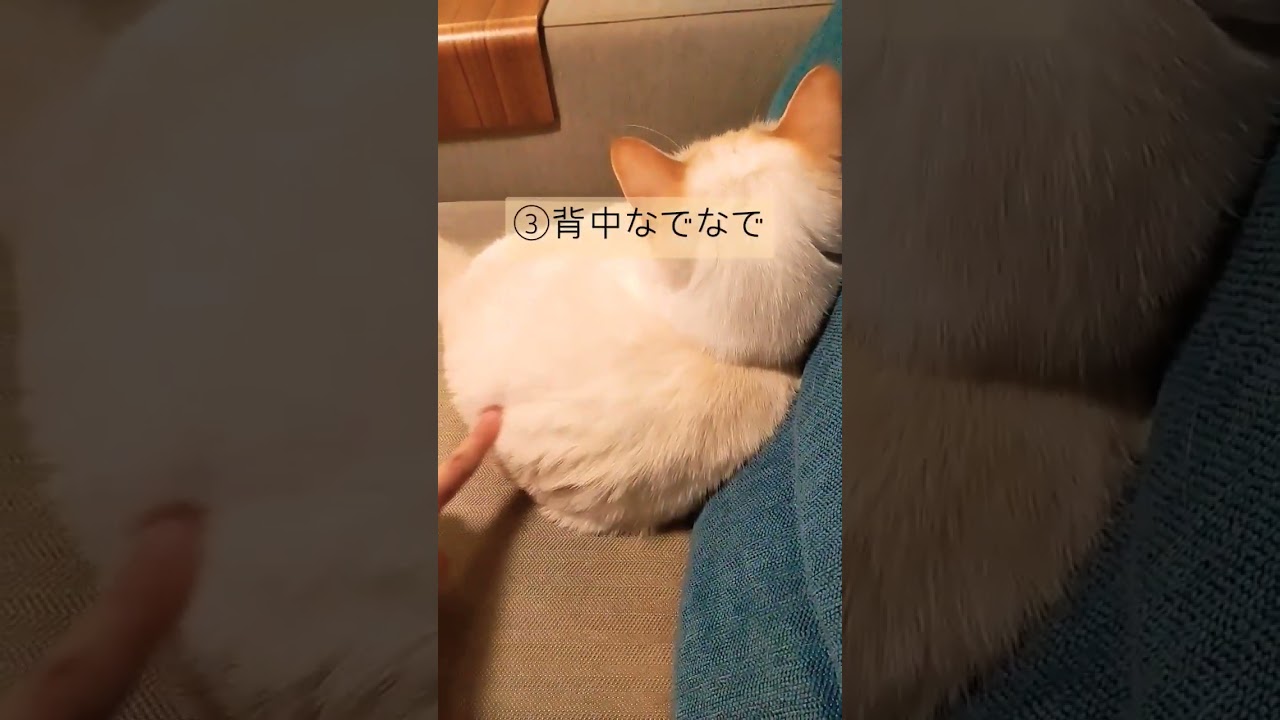 はるちゃんを振り向かせたい　#cutecatchannel