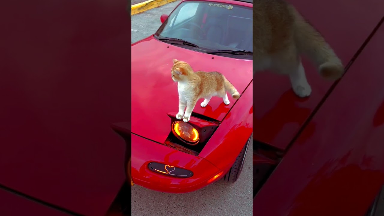 The brown cat sit on the red car. #foryou #browncat #redcarpet #viralvideo #fypシ #10k #followrsme