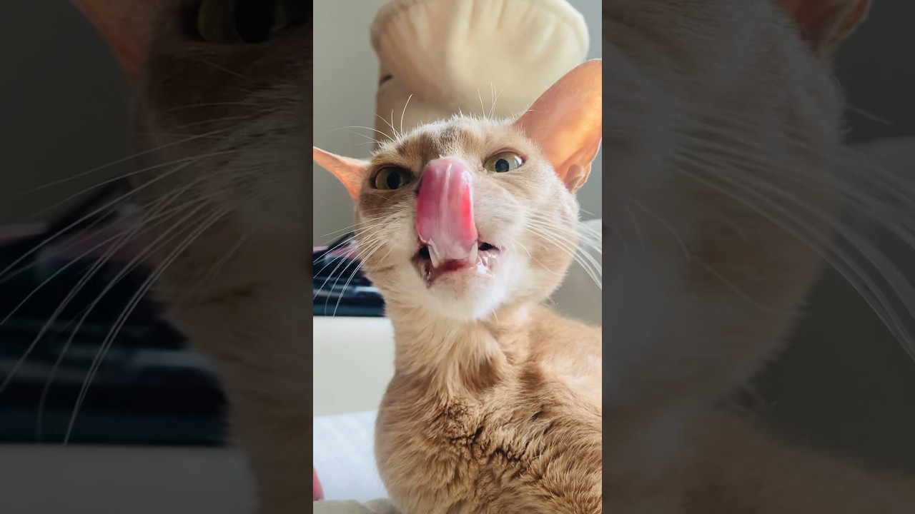 ぺろぺろ〜　ぺろっ！　take.2#猫#いぶりん#アビシニアン#フォーン#cat#abyssinian#fawn