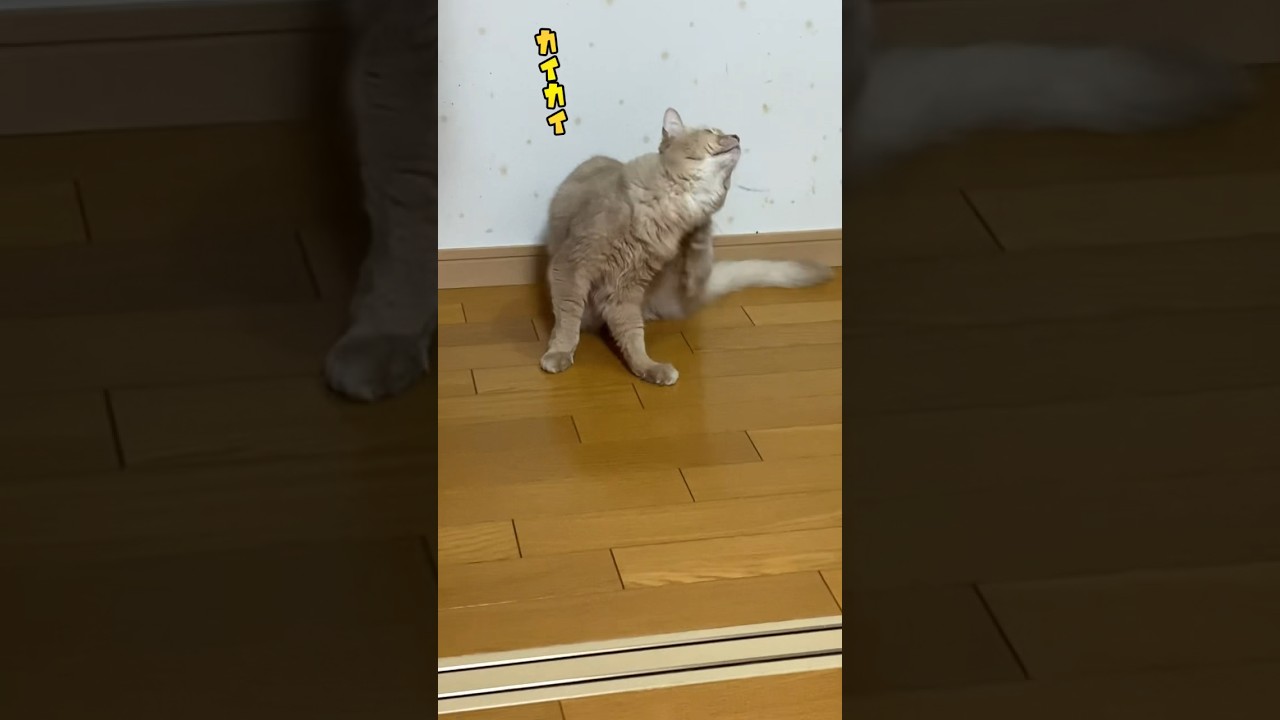いつもでも大好きな猫を見てる猫#shorts #猫#ソマリ#キジトラ