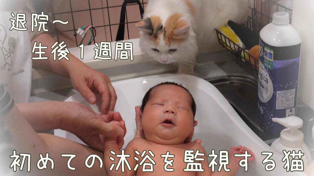 【新生児】沐浴を監視する猫【初めての沐浴】【ラガマフィン】【ragamuffin】【baby】