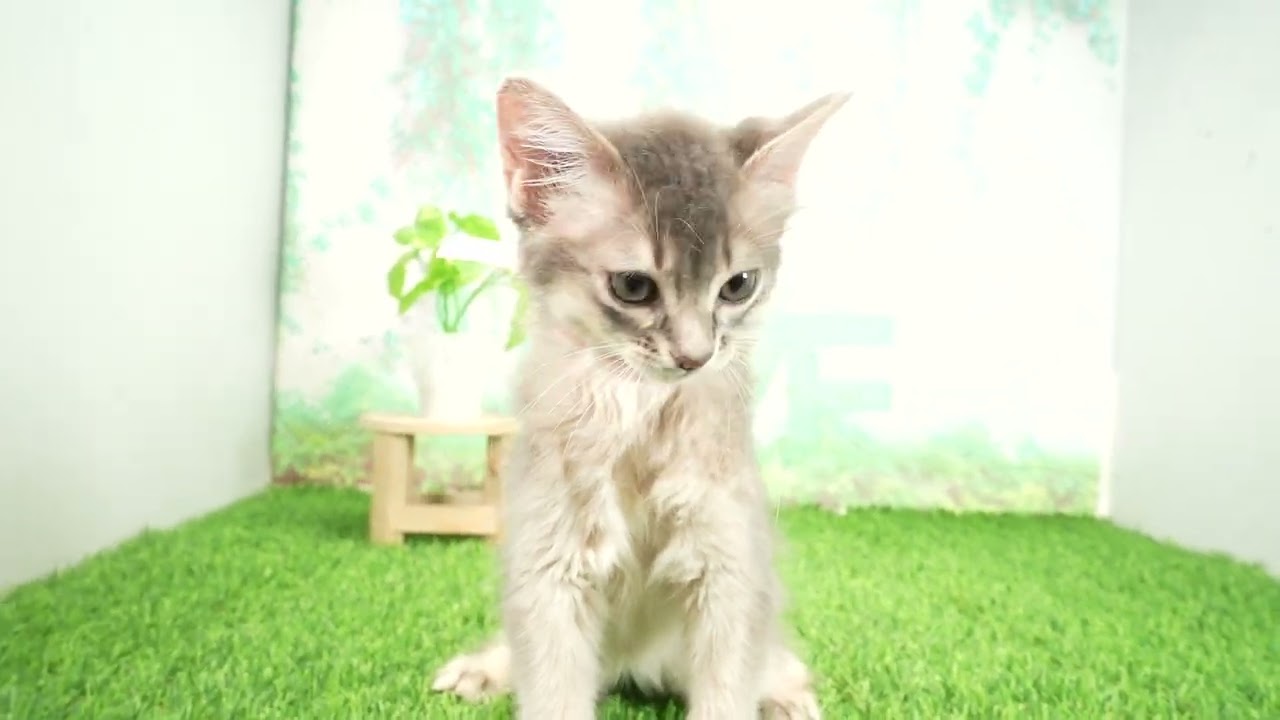 Coo&RIKU　No00675076 ソマリ