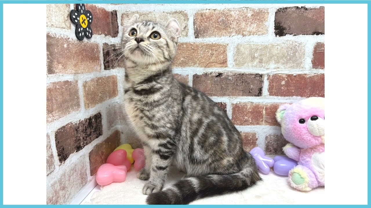 ペットショップCOO＆RIKU No00674689 アメリカンカール