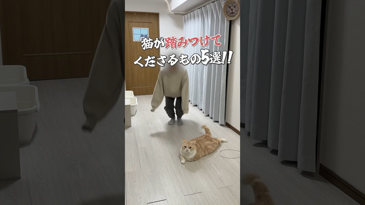 【みんなが踏みつけられるもの教えて〜】#猫 #ねこ  #スコティッシュフォールド #可愛い猫 #猫動画  #猫あるある #猫の気持ち #猫の飼い方 #猫あるある #ねこが好き