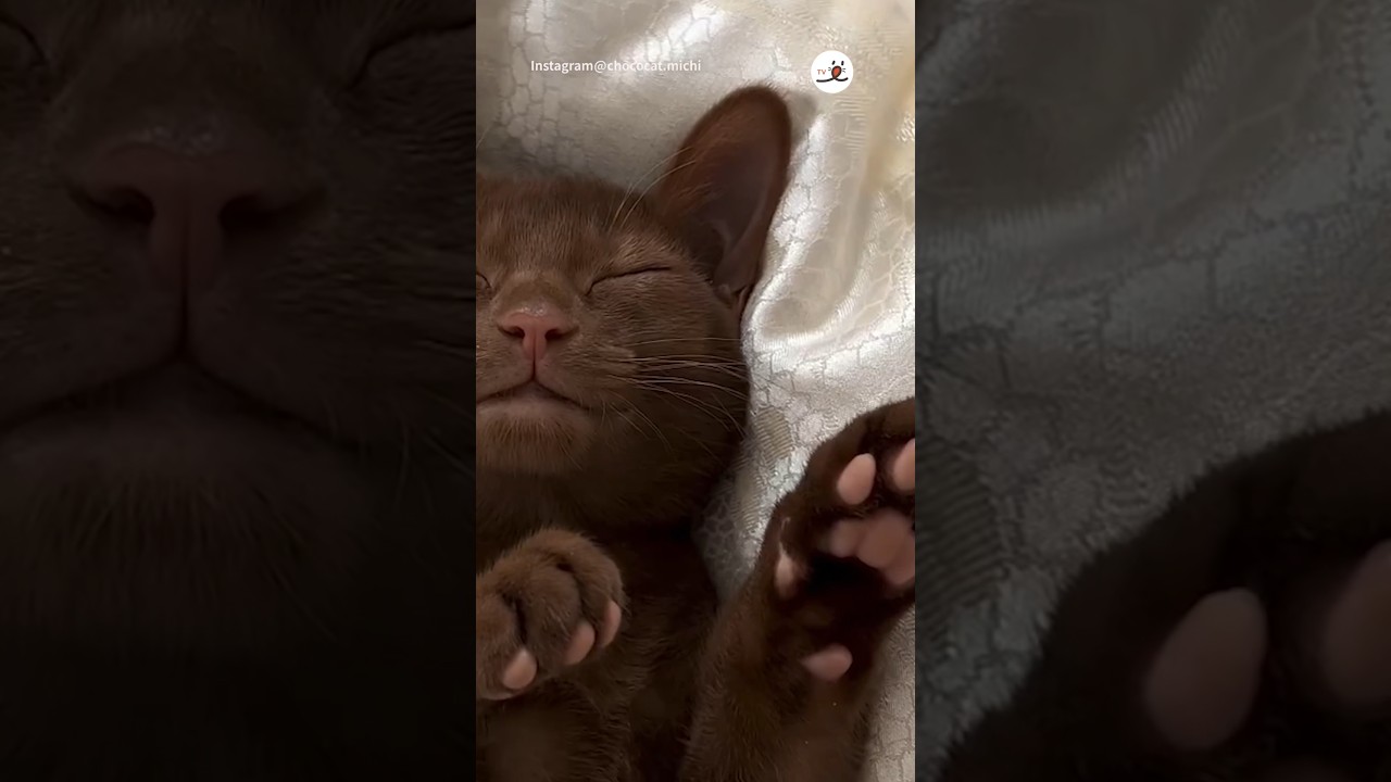 こんな愛があるなんて知らなかった…😍｜PECO #リラックス #アビシニアン #猫 #愛猫家 #猫のいる暮らし #relaxing #abissinian #cat #catlover