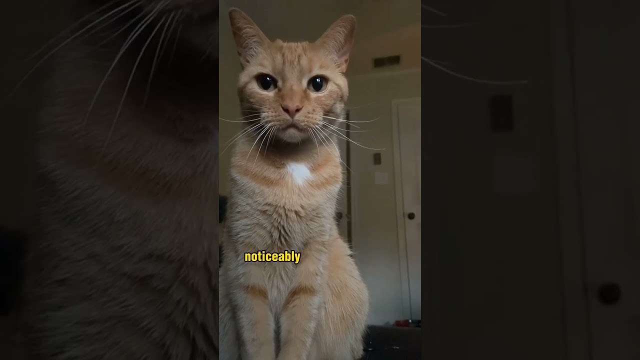 Amazing Facts about Manx Cats