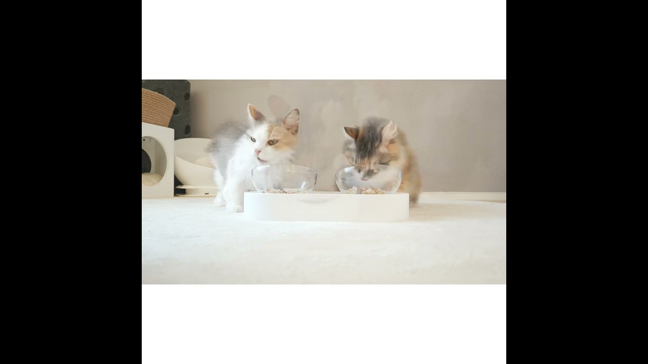 【食】ねこがただ食べているだけの動画