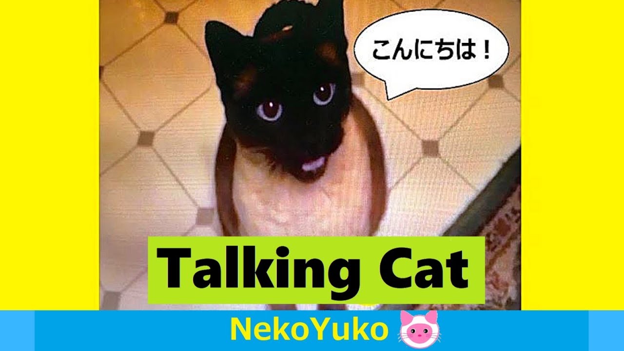 🐱Talking Siamese Cat [CC]　おしゃべりシャム猫と会話