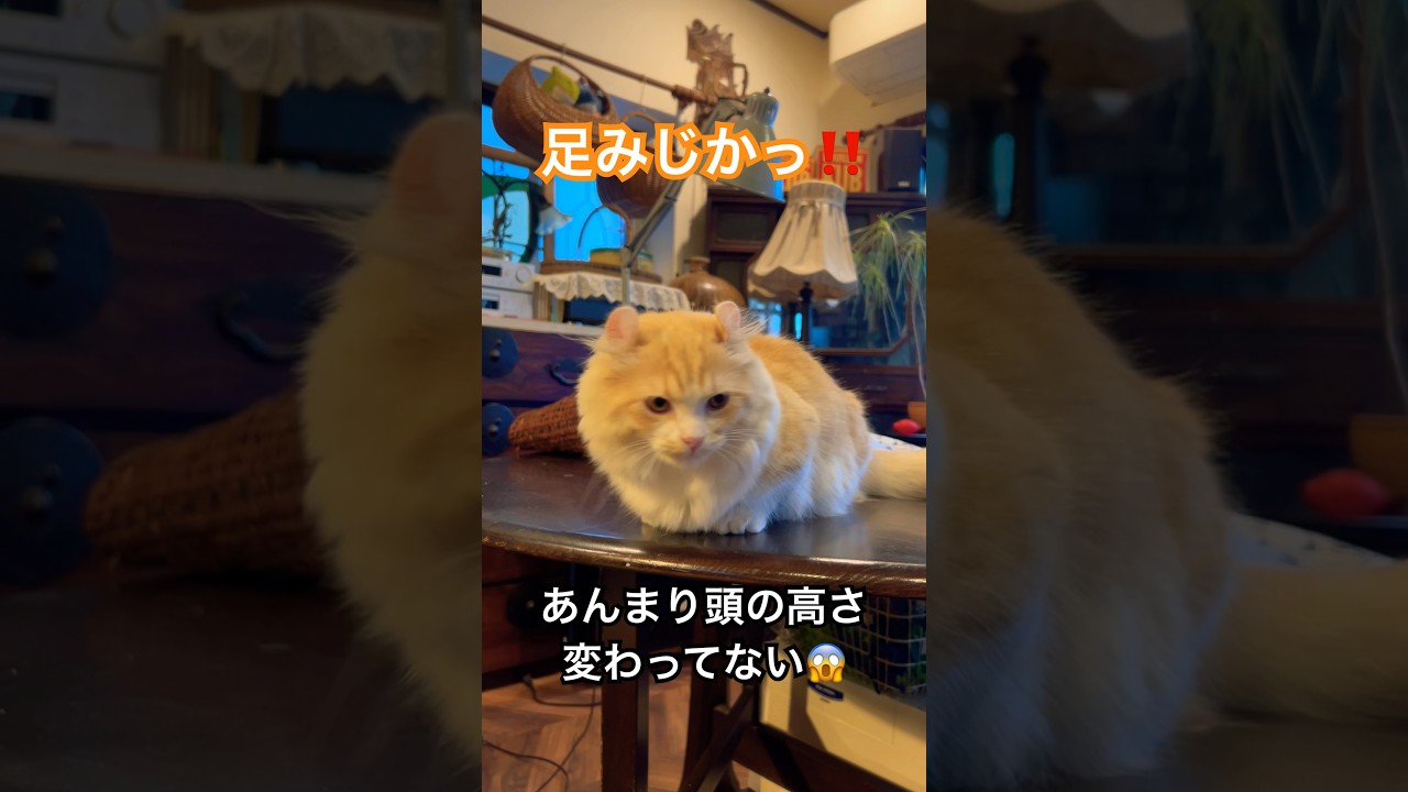 【キンカロー】この猫、足が短すぎて毛玉の塊になってる！【マンチカール】