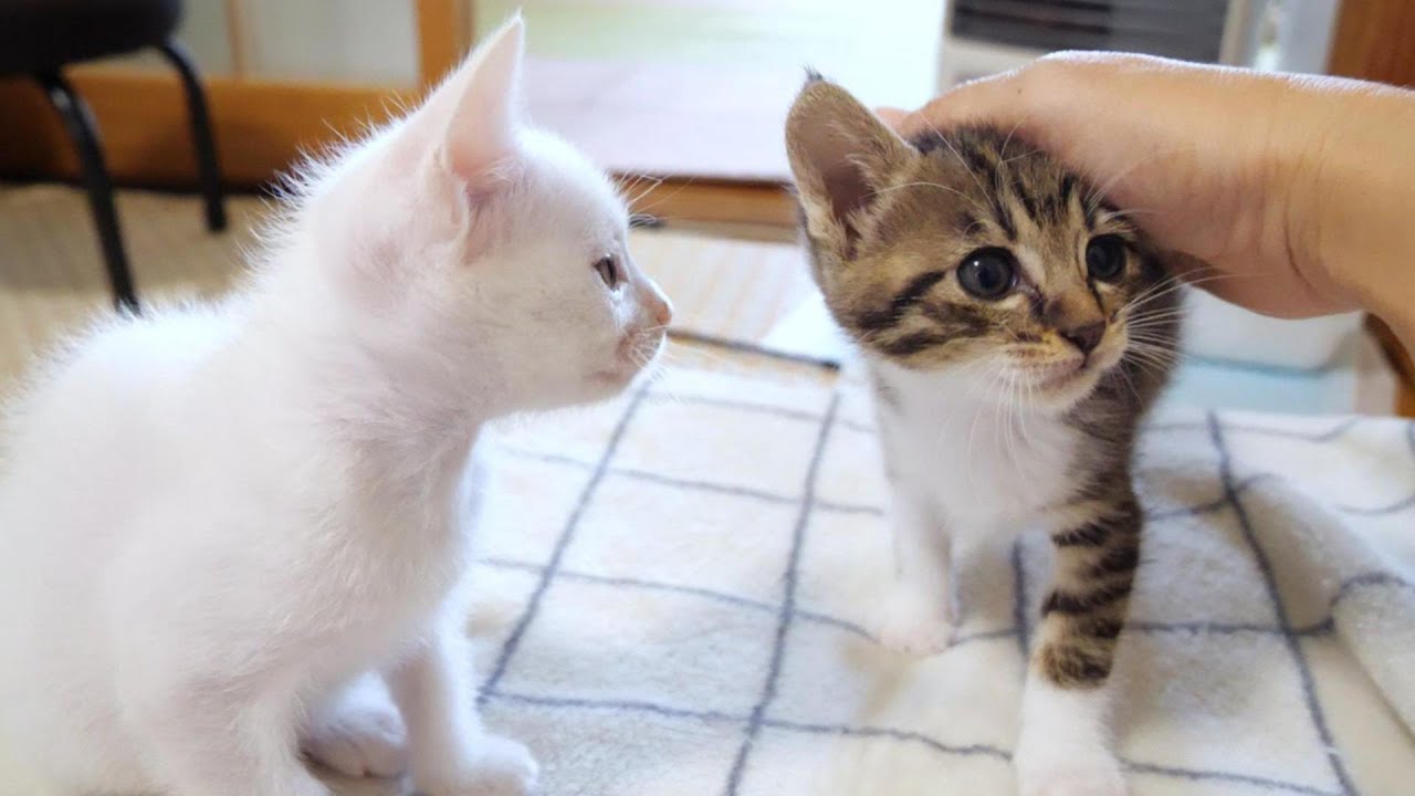 相棒を羨ましそうに似ていた白い子猫は「わたしも撫でて！」と膝に駆け上がってきました【赤ちゃん猫　保護猫】