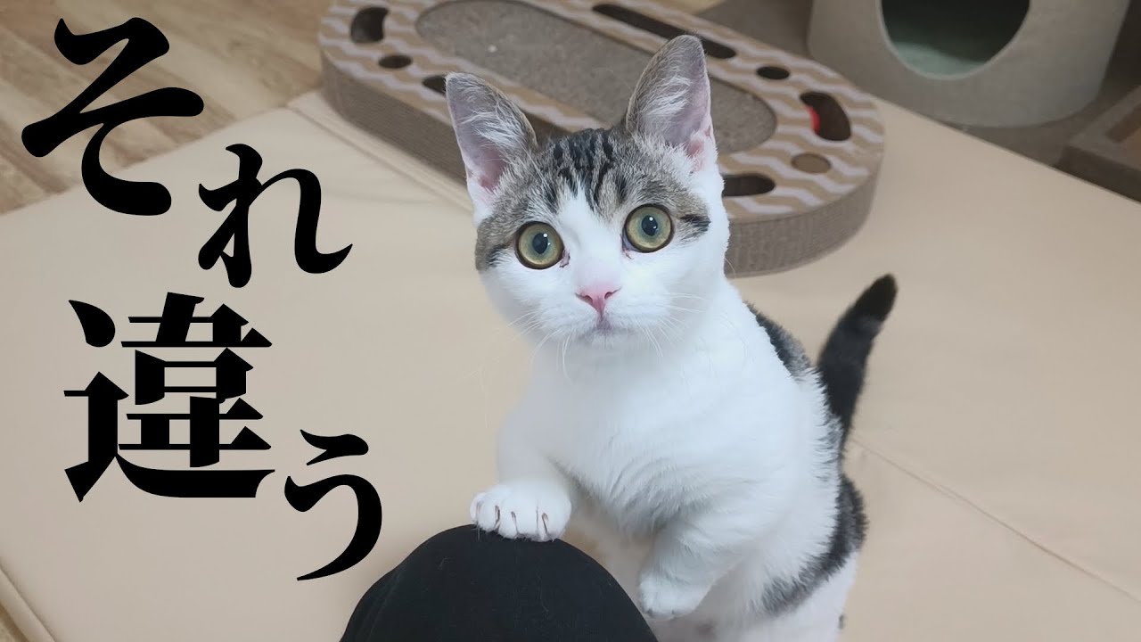 子猫が何かを要求しているので答えてみると…？
