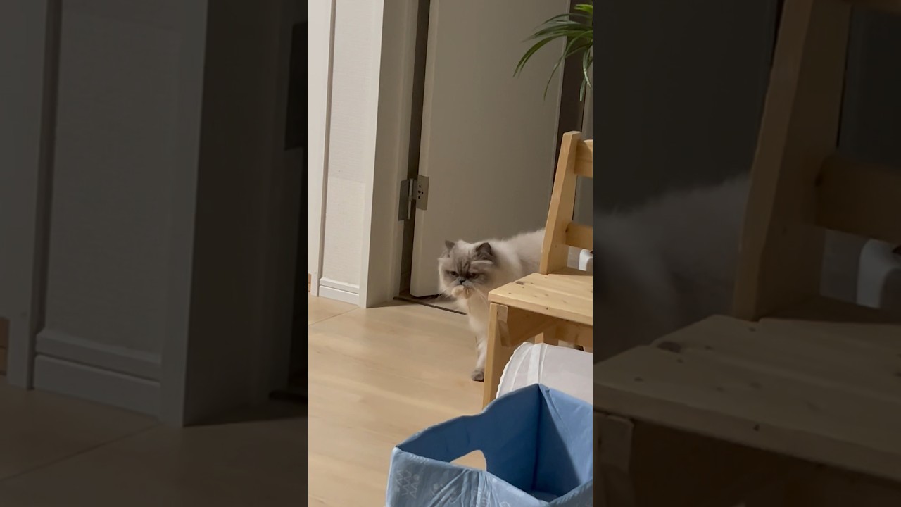 ヒマラヤンのマーベルの『にゃあ～』🐈 おもちゃ持ってきたよ😇 #shorts #うちのにゃんこ #ねこ #マーベル #ヒマラヤン #cat #かわいい #猫のいる暮らし