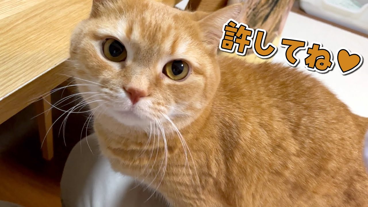 可愛い顔してわがままな猫達に翻弄されています…