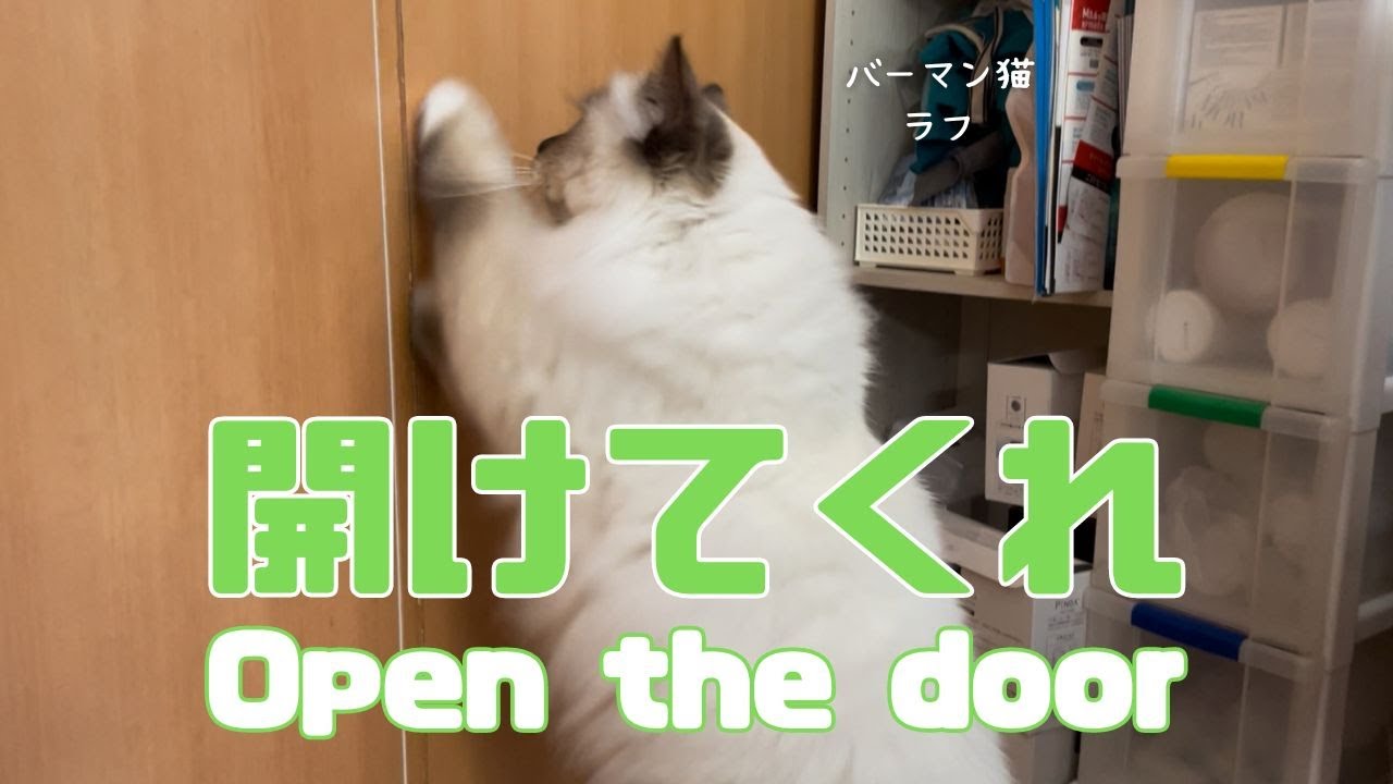 バーマン猫ガブとラフ【開けてくれ】Open the door（バーマン猫）Birman/Cat