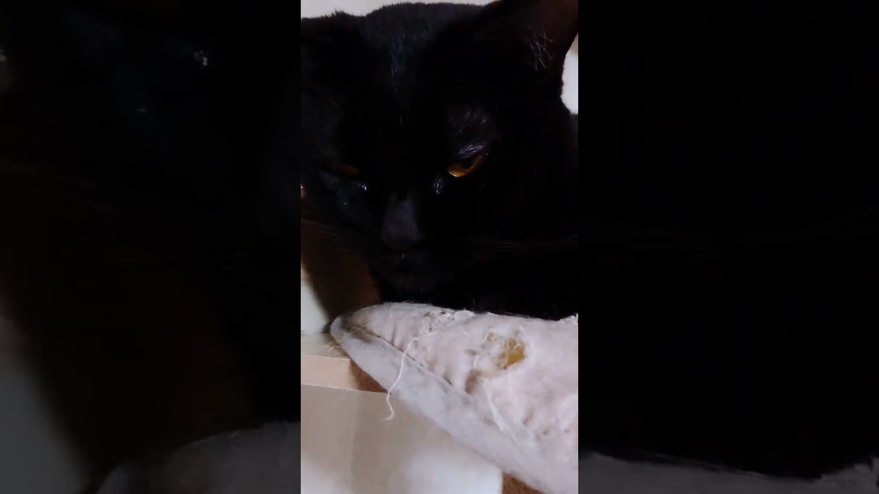 【猫】キャットタワーでくつろぐウー君(次男)とモカちん(4女)☆ 2024/04/13【ボンベイ・アメリカンカール】#shorts