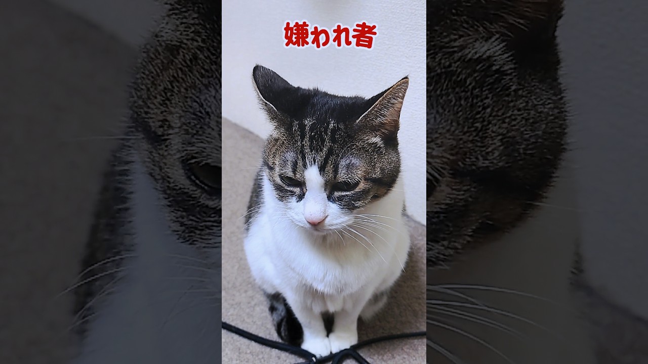 里親が見つかった時のことを語る猫【簡易版】 #Shorts
