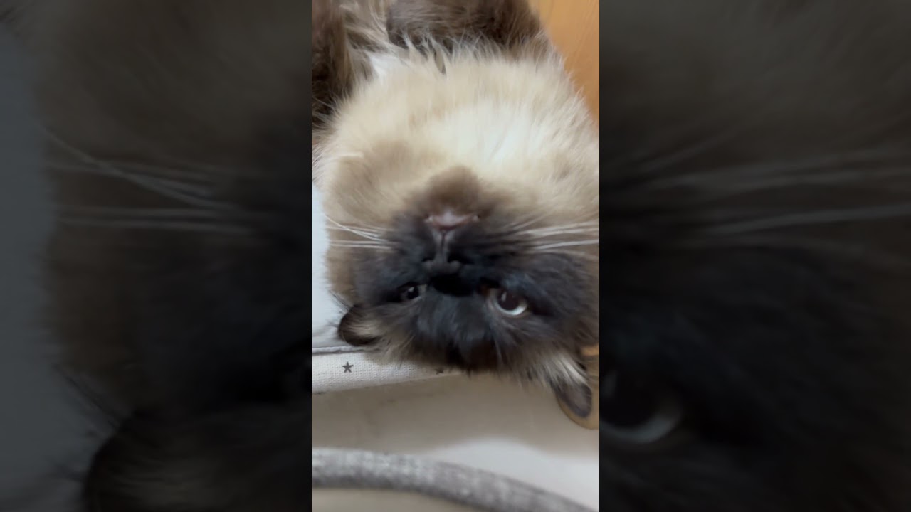 ピラニアみたいなイケメンげんたくん #ヒマラヤン #shorts