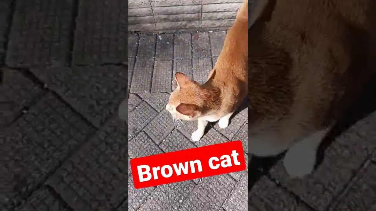 The Brown Cat walk a way in Market