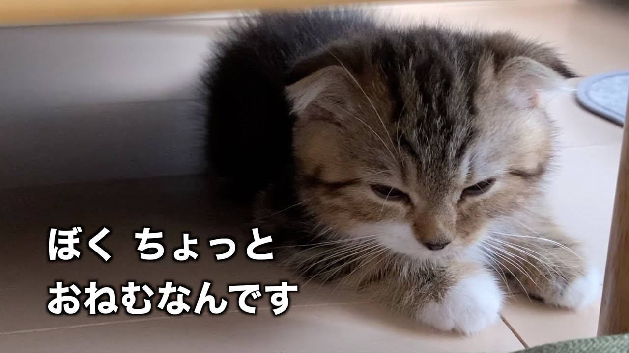 落ち着く場所をみつけた子猫の件【スコティッシュフォールド】