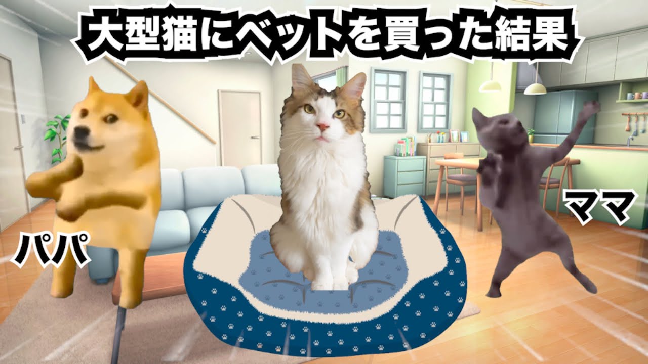 【猫ミーム】猫が休日の睡眠を妨害してくるのでベッドを買ってみました
