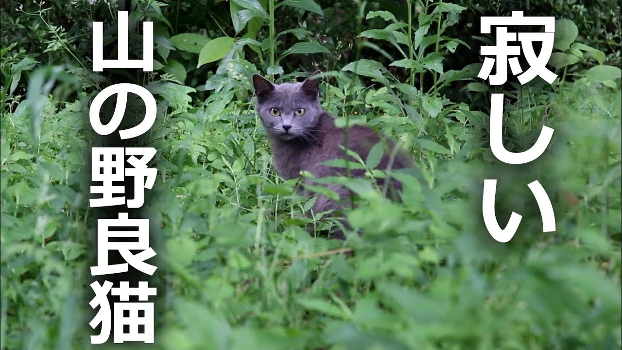 【山奥に住む野良猫】独りで暮らしている生活は…