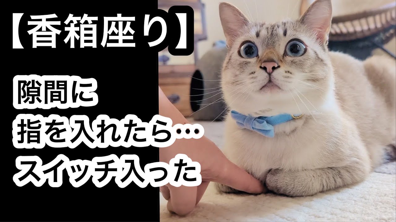 【香箱座りの猫】前足の隙間に指を入れたら…スイッチON｜マッサージしたら…スイッチOFFでとろけました