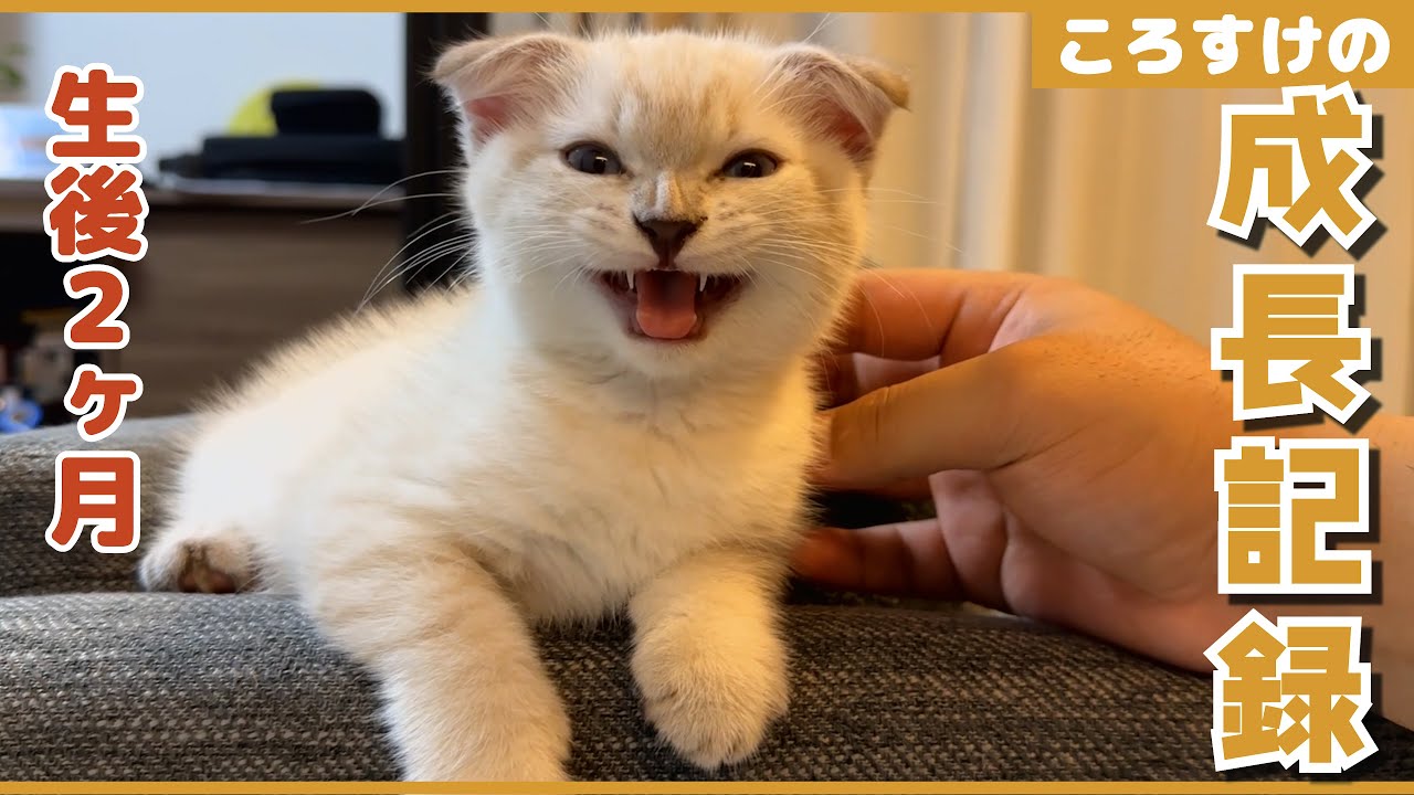 生後２ヶ月から４ヶ月のスコティッシュ猫の成長が凄まじい！【ころすけの成長記録】