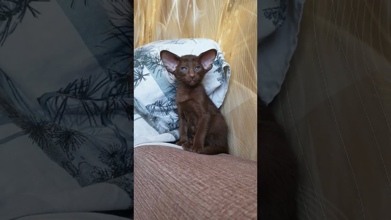 Ориентальный котенок гавана (шоколад) #ориенталы #ориентальныекотята