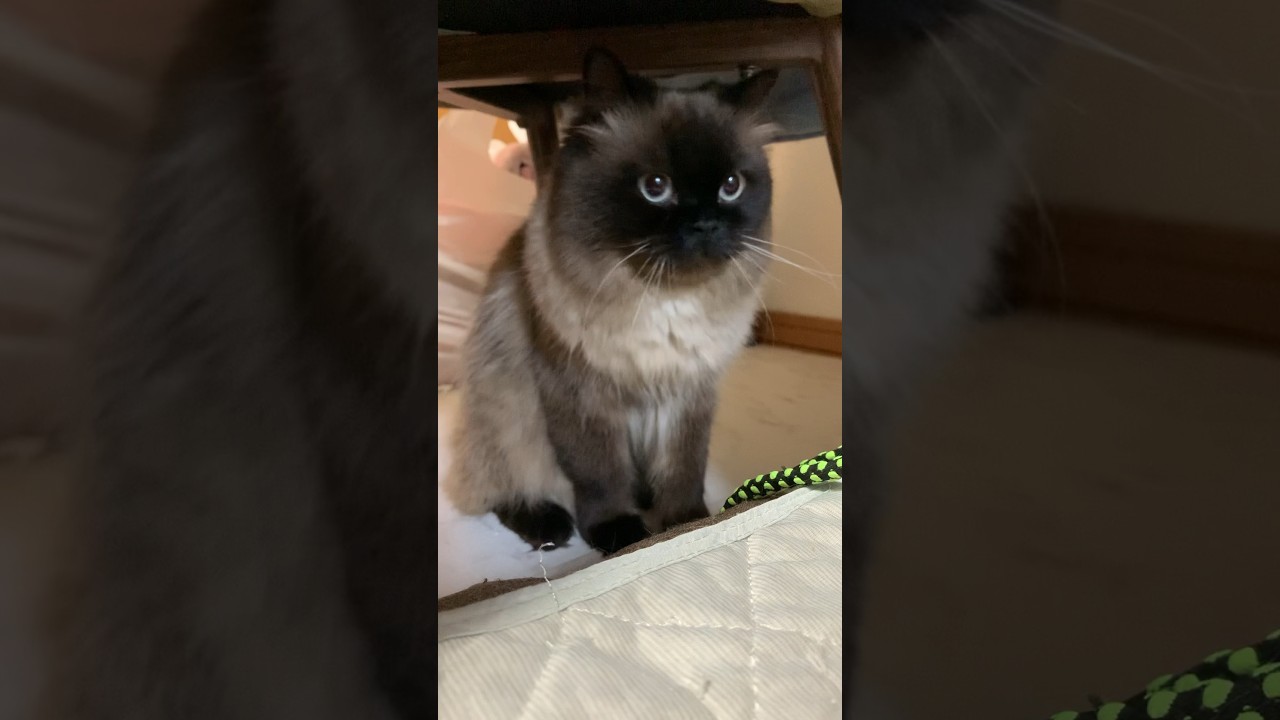 遊び飽きたげんたくん #猫 #ヒマラヤン #kitten #猫のいる生活 #shorts