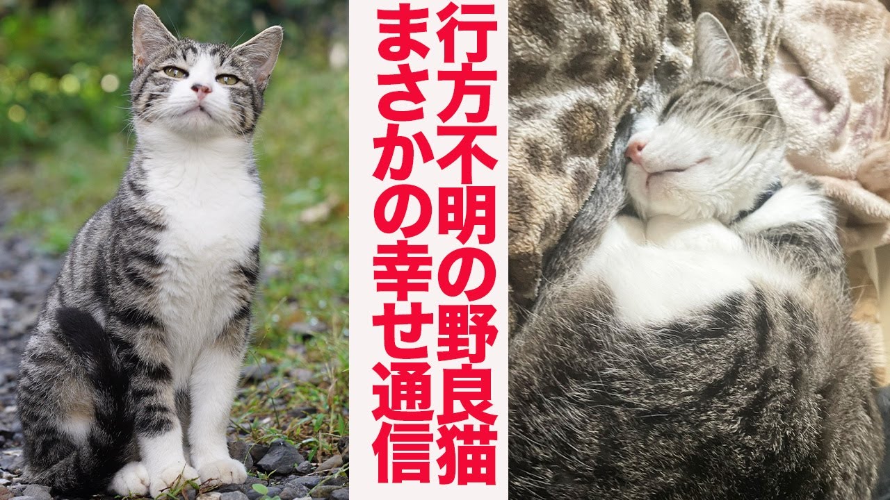 野良猫一族の末裔猫、行方不明の後の幸せ通信 The ex-stray cat 'Hosojiro' story