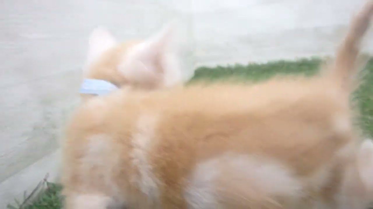 Coo&RIKU　No00675333 アメリカンカール