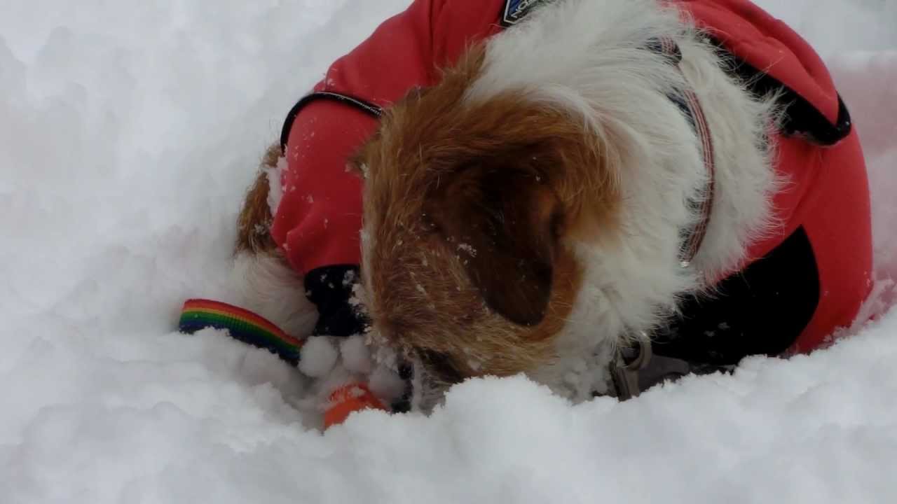 スノーシュー(5)