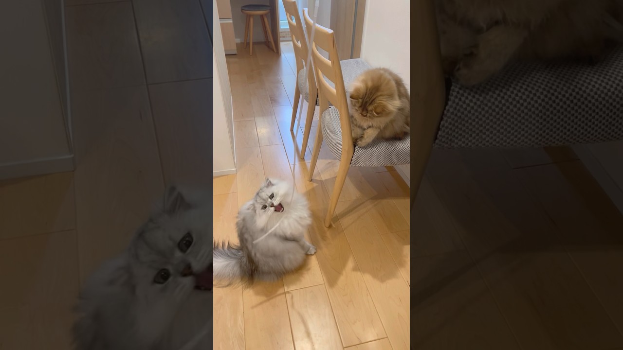 ビニール紐を取り合う猫兄妹 【サイベリアン】 #Shorts