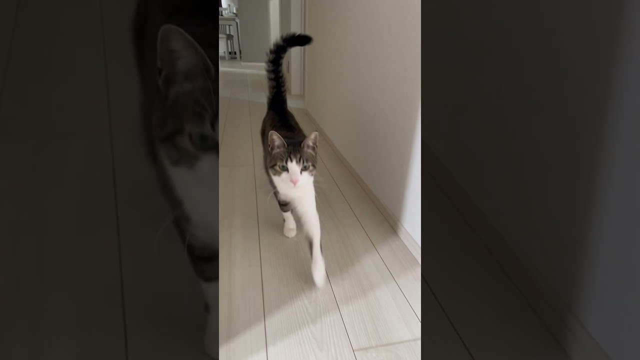 駆け寄って来る猫 #cat #猫のいる暮らし #ねこ #キャット #保護猫 #かわい #ネコ #ねこのいるくらし