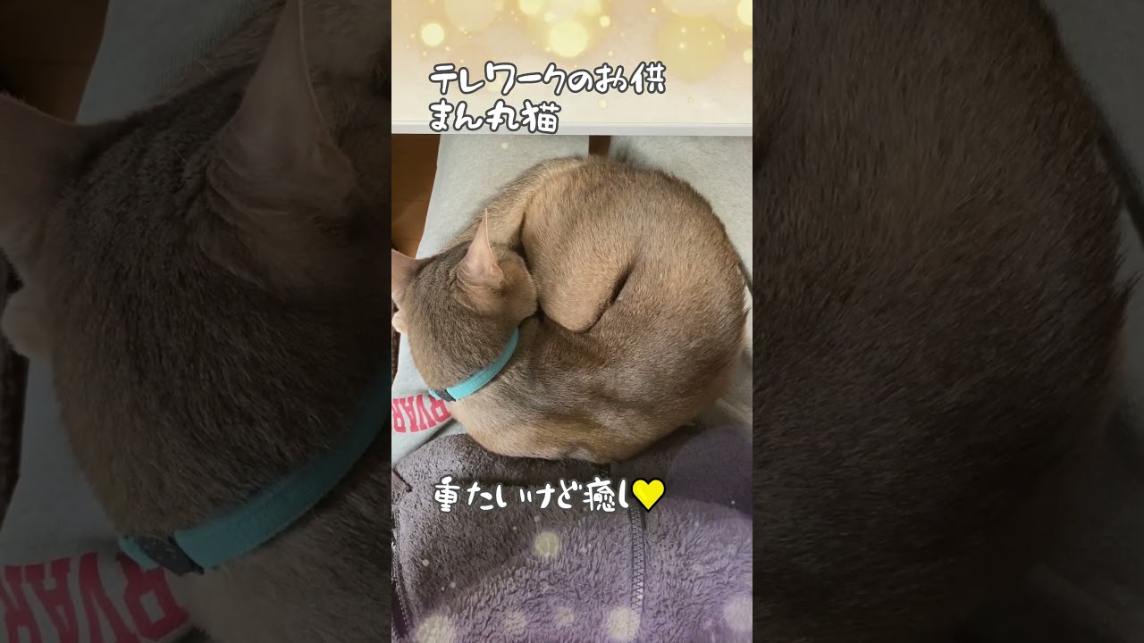 テレワークのお供 まん丸猫  #猫のいる暮らし #アビシニアン #テレワーク