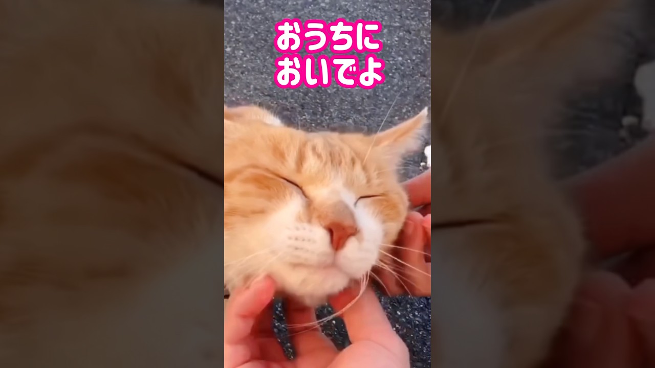 野良猫に3年間愛情を注いだ結果#元野良猫チャチャ #猫武将  #ねこ #cat #猫 #チャチャ #元野良猫から家猫