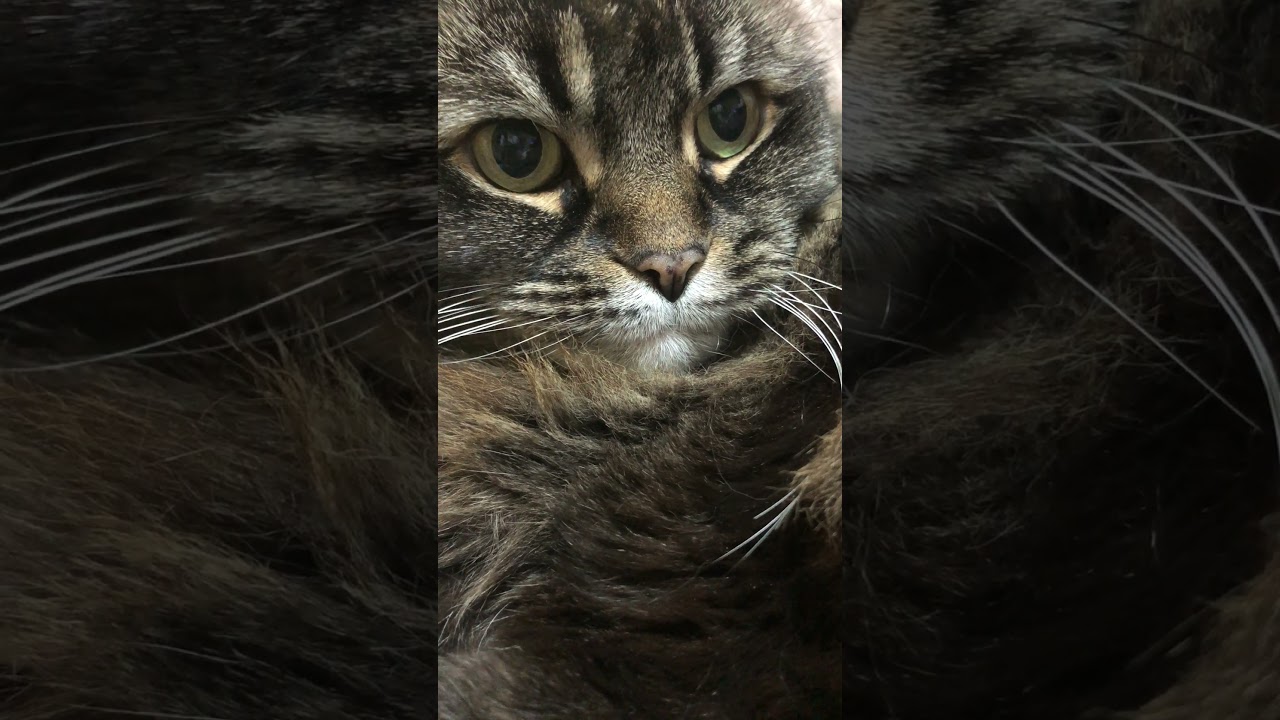 Americncurl アメリカンカール #cat