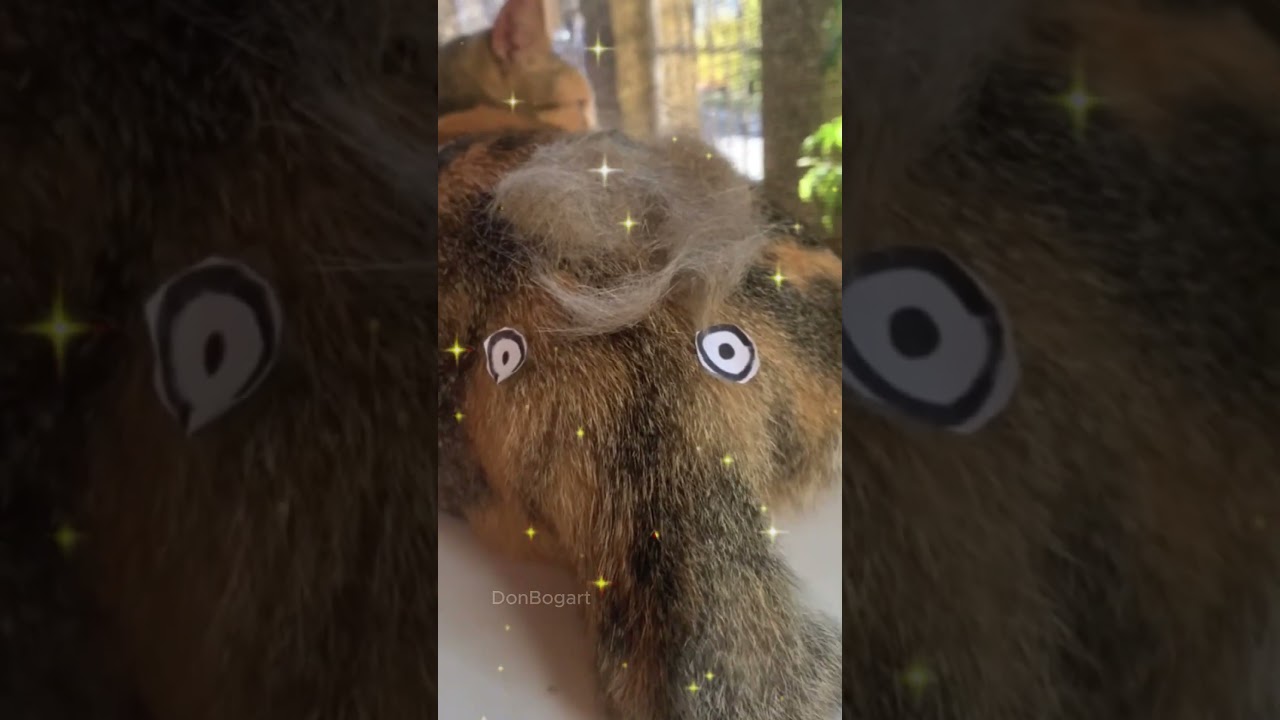 how to make an elephant made of cat