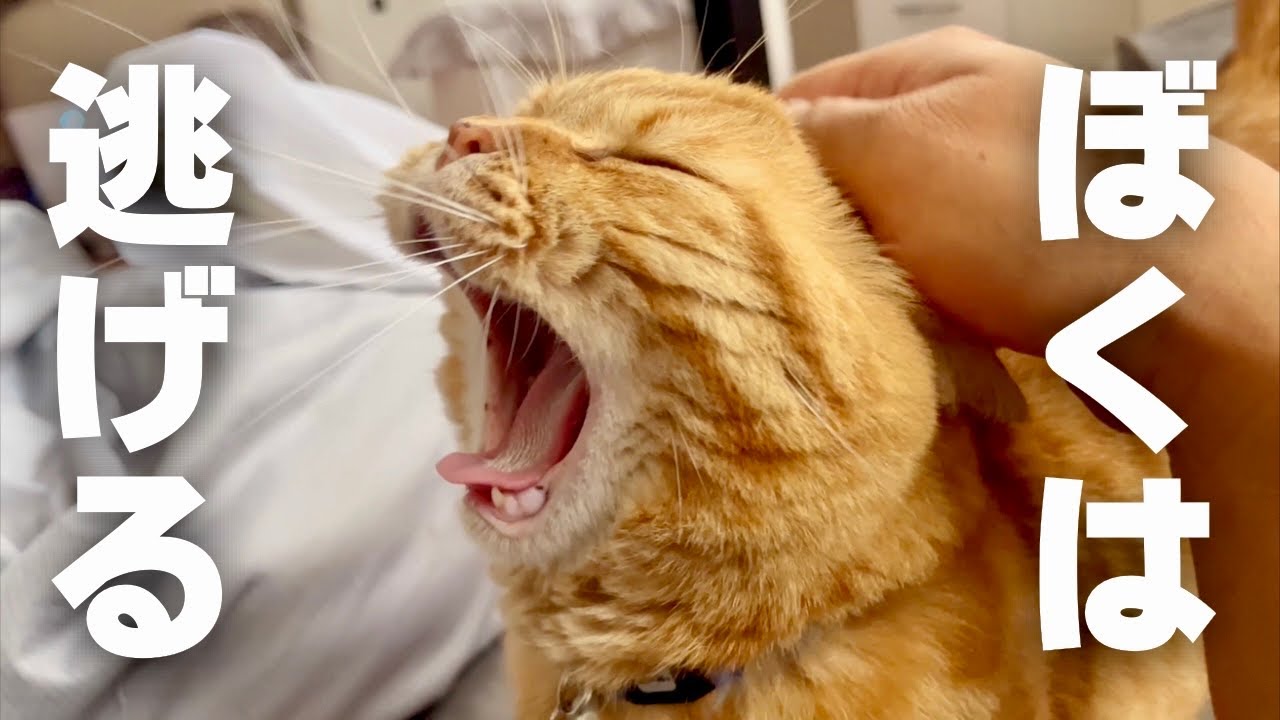茶々、逃げる！