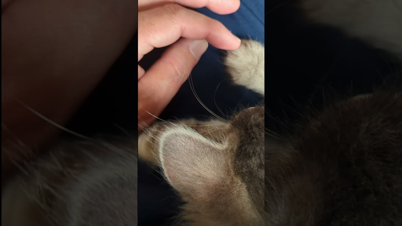 子猫のゴロゴロ 　#shorts