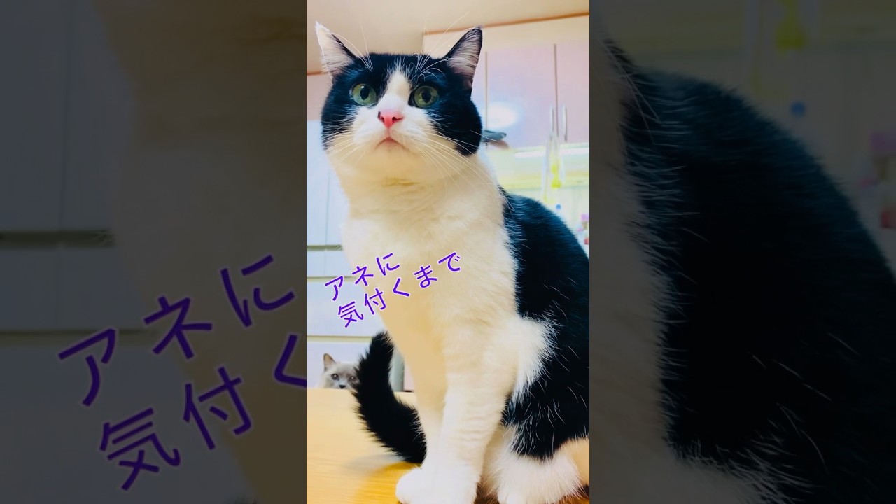 【KIKI & anela】気づいてくれるのか？#ハチワレ #ラグドール #猫 #cat #shorts