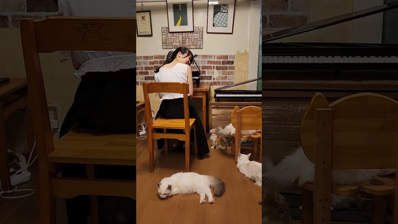 トイピアニスト稲島早織さん@saoriinajima のピアノ演奏を真剣に聴くラパーマの子猫ちゃん ⁡ #柏  #柏の猫カフェ猫の手  #柏の猫カフェ  #千葉県猫カフェ #柏駅東口  #柏市猫カフェ