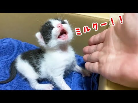 ミルクを要求する赤ちゃん猫