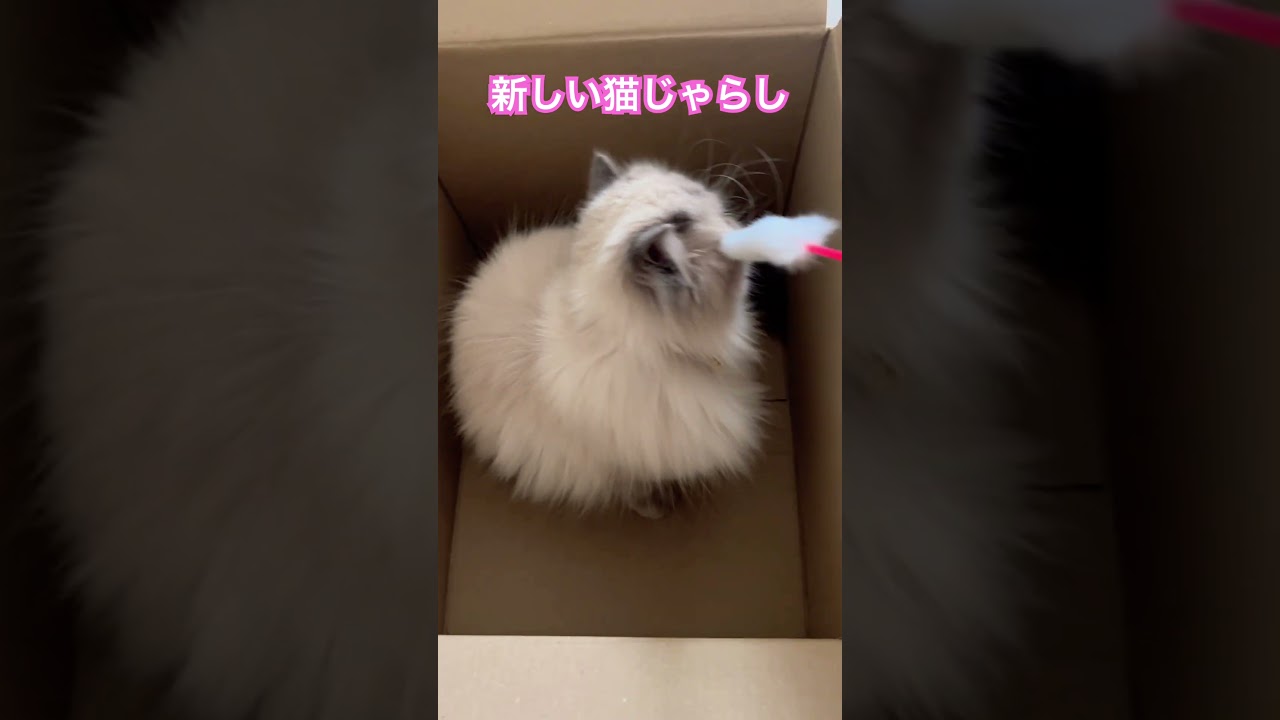 新しい猫じゃらしのヒマラヤンのマーベル🐈  #shorts #うちのにゃんこ #ねこ #マーベル #ヒマラヤン #cat #かわいい