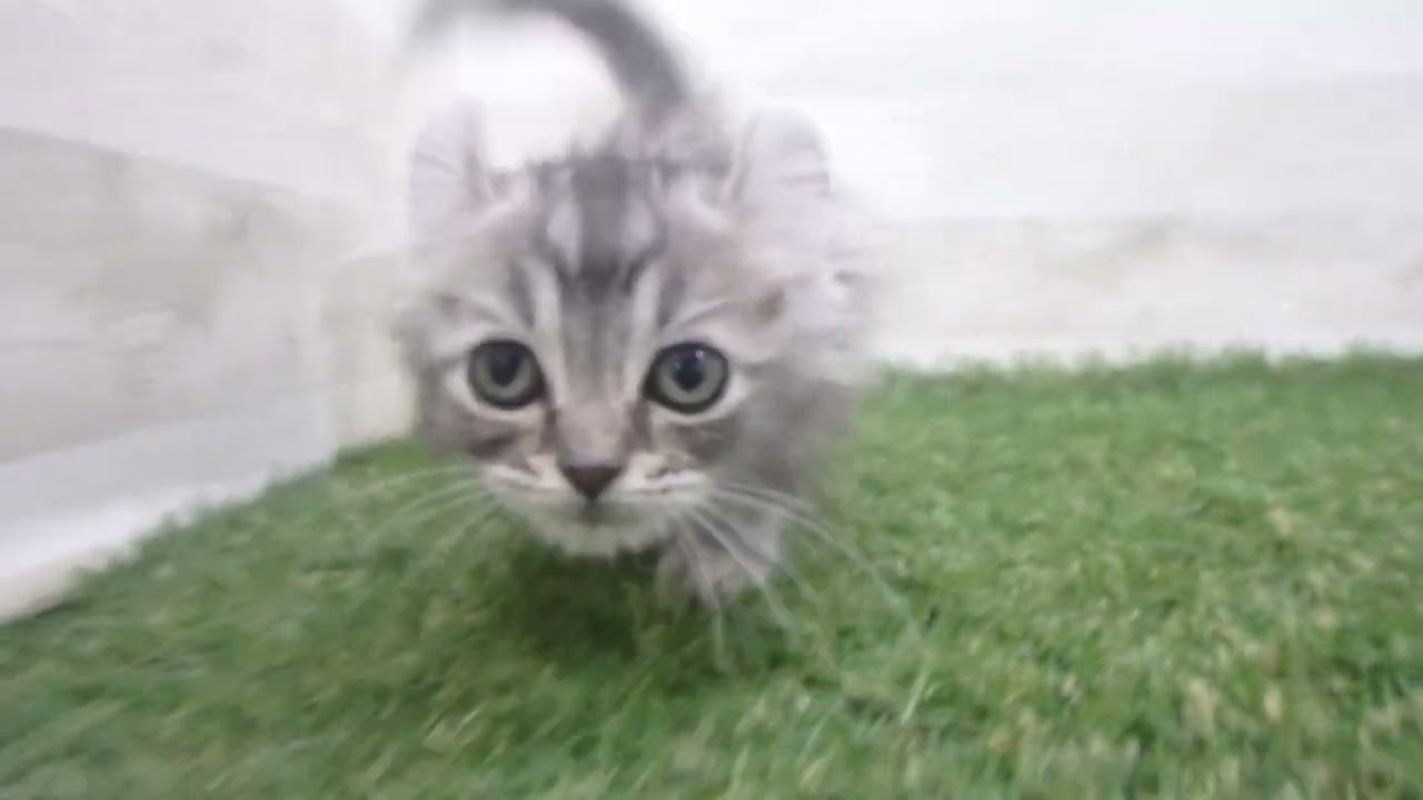 Coo&RIKU　No00675348 アメリカンカール