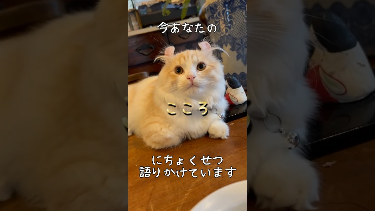 【キンカロー】訴え顔毛玉猫【マンチカール】#キンカロー #猫