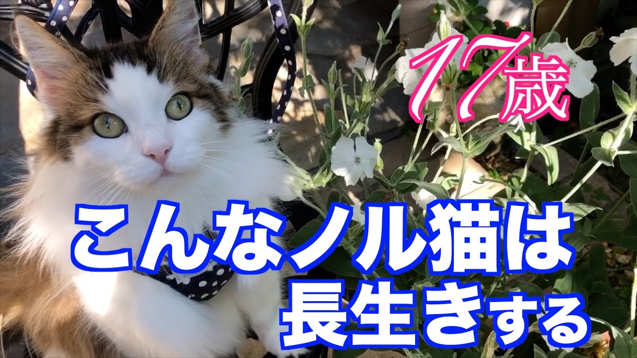 猫を長生きさせるための我が家の５つのお約束【ノルウェージャンフォレストキャット】