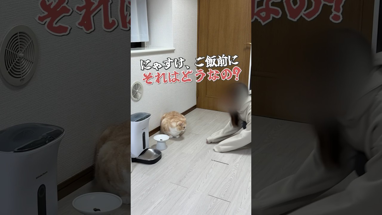 #猫 #ねこ #ブリティッシュショートヘア #スコティッシュフォールド #可愛い猫 #猫動画